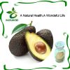 nutritional supplement avocado extract